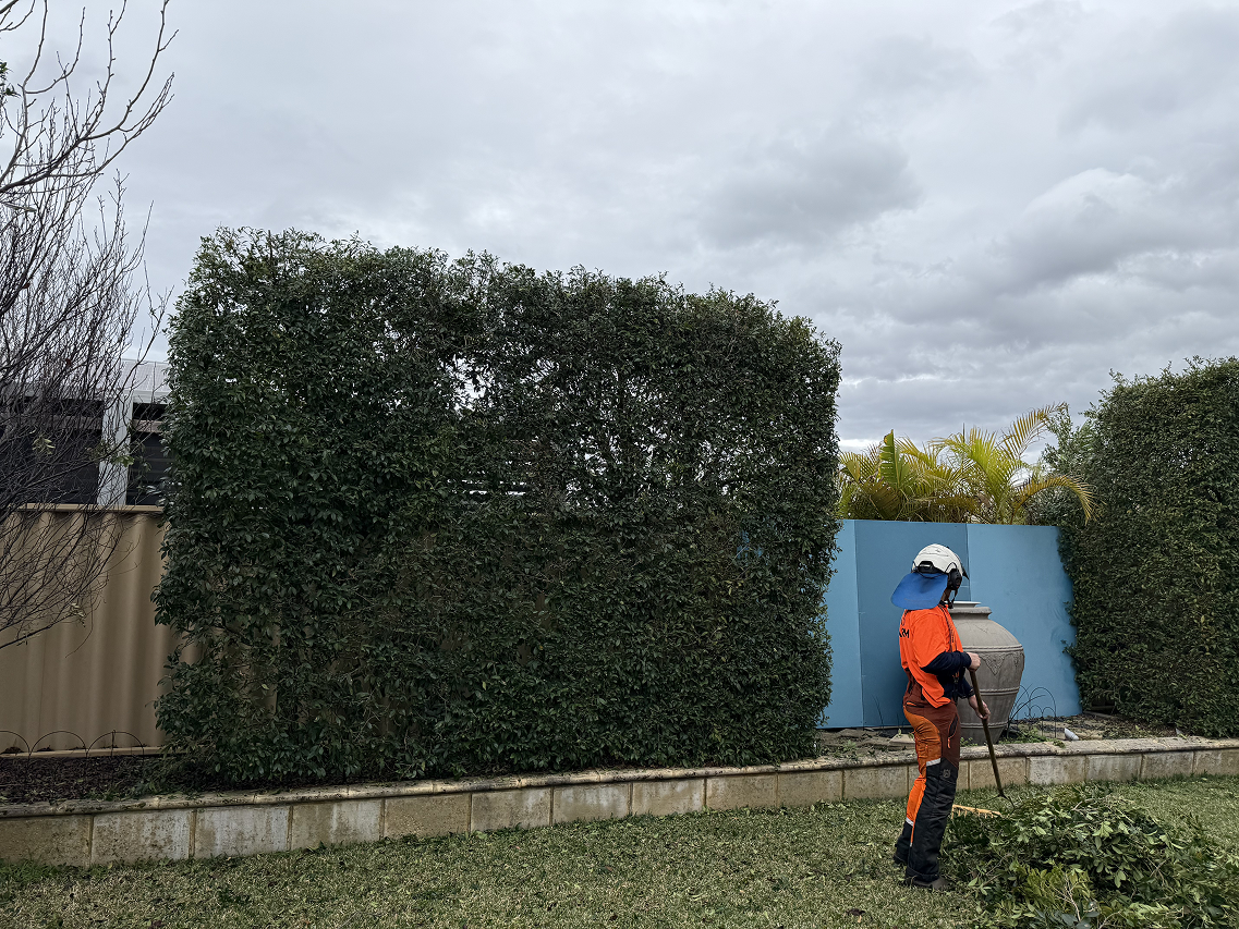 Hedge trimming on a Perth Hills property