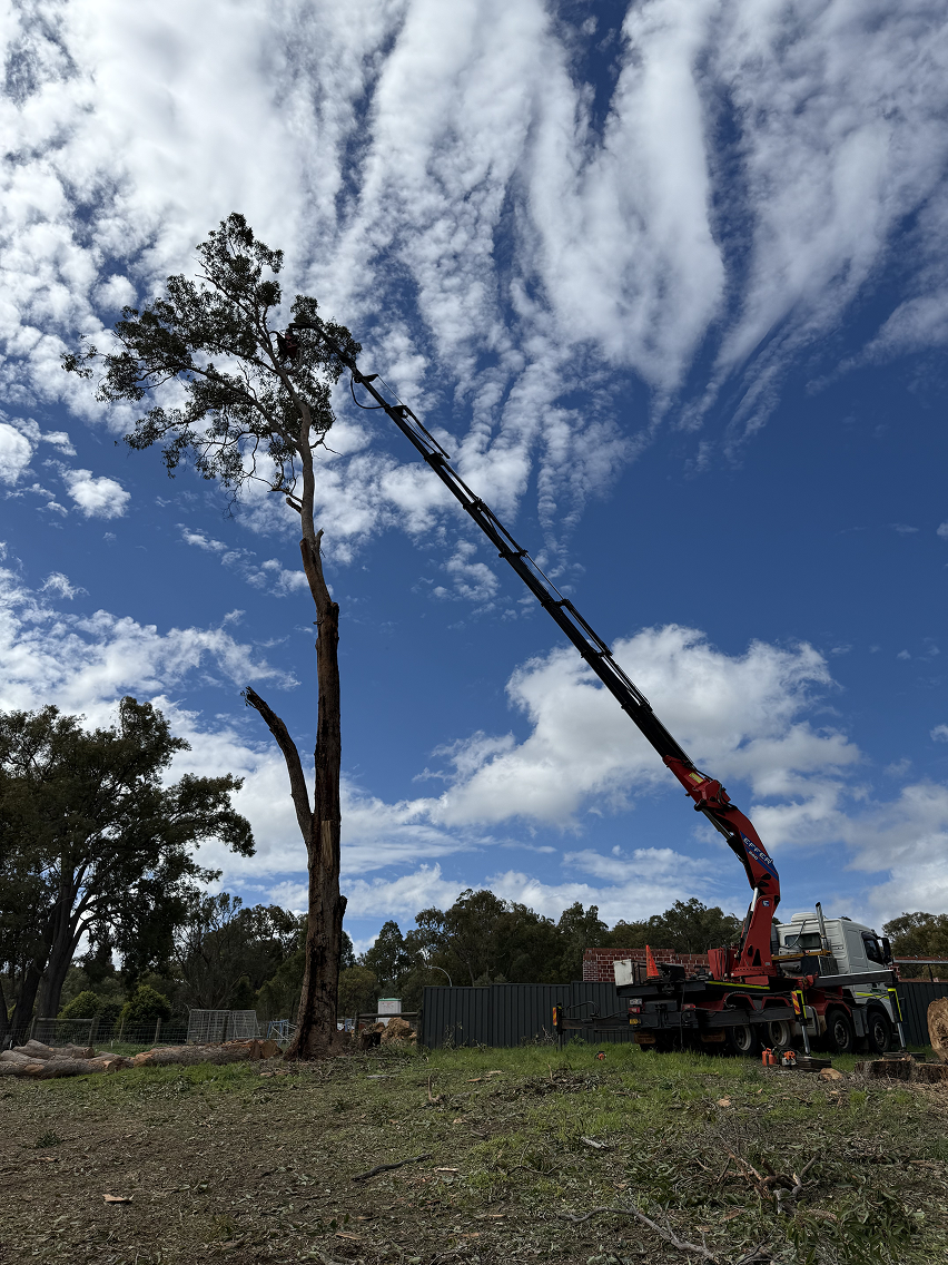 Tree removal using a crane truck in the Perth Hills