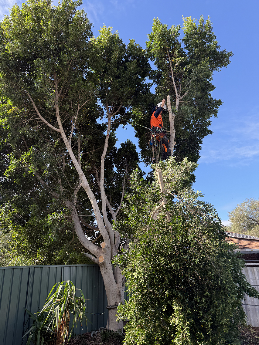 Tree pruning by qualified arborists in Perth Hills