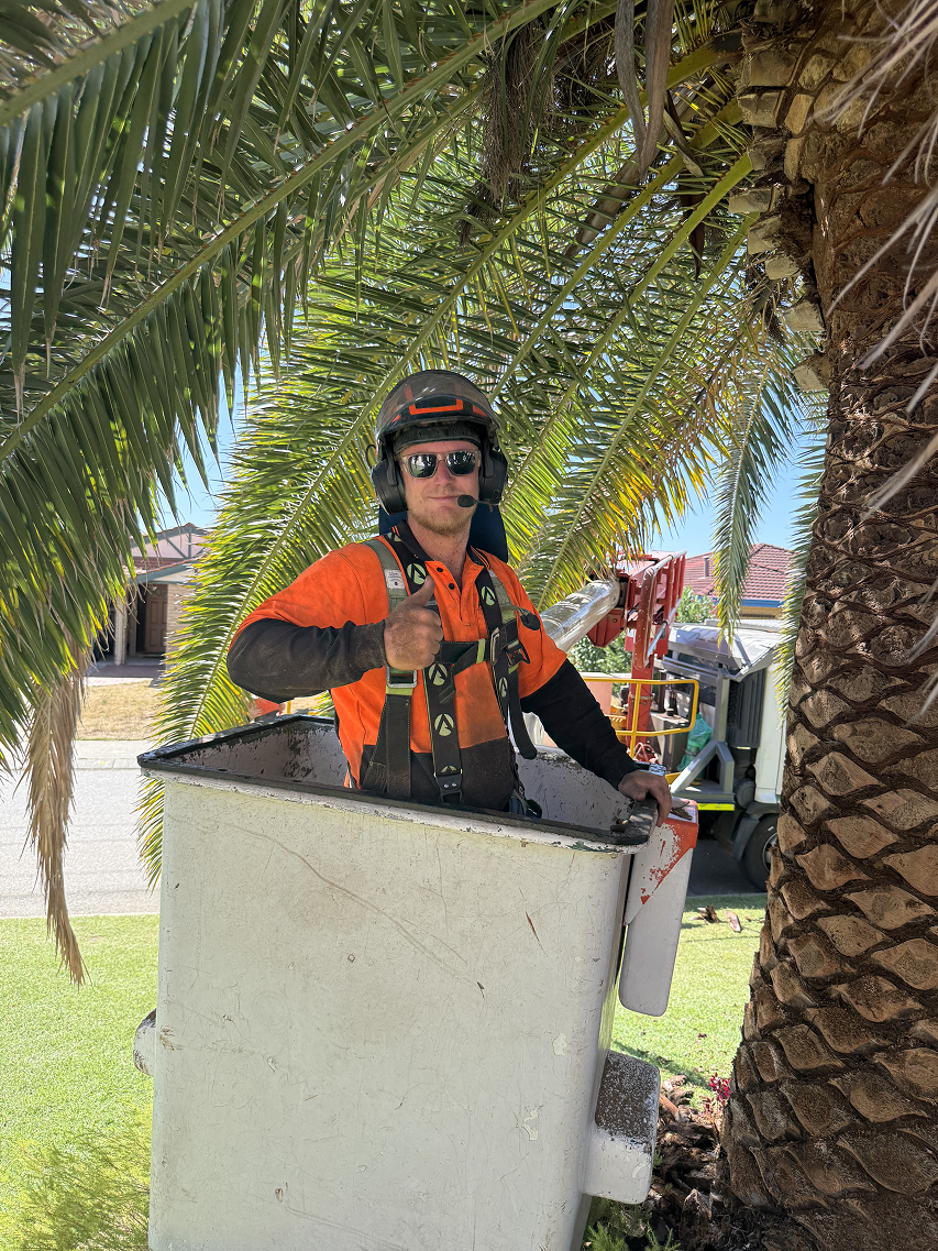 Risks of delaying stump grinding in Perth WA