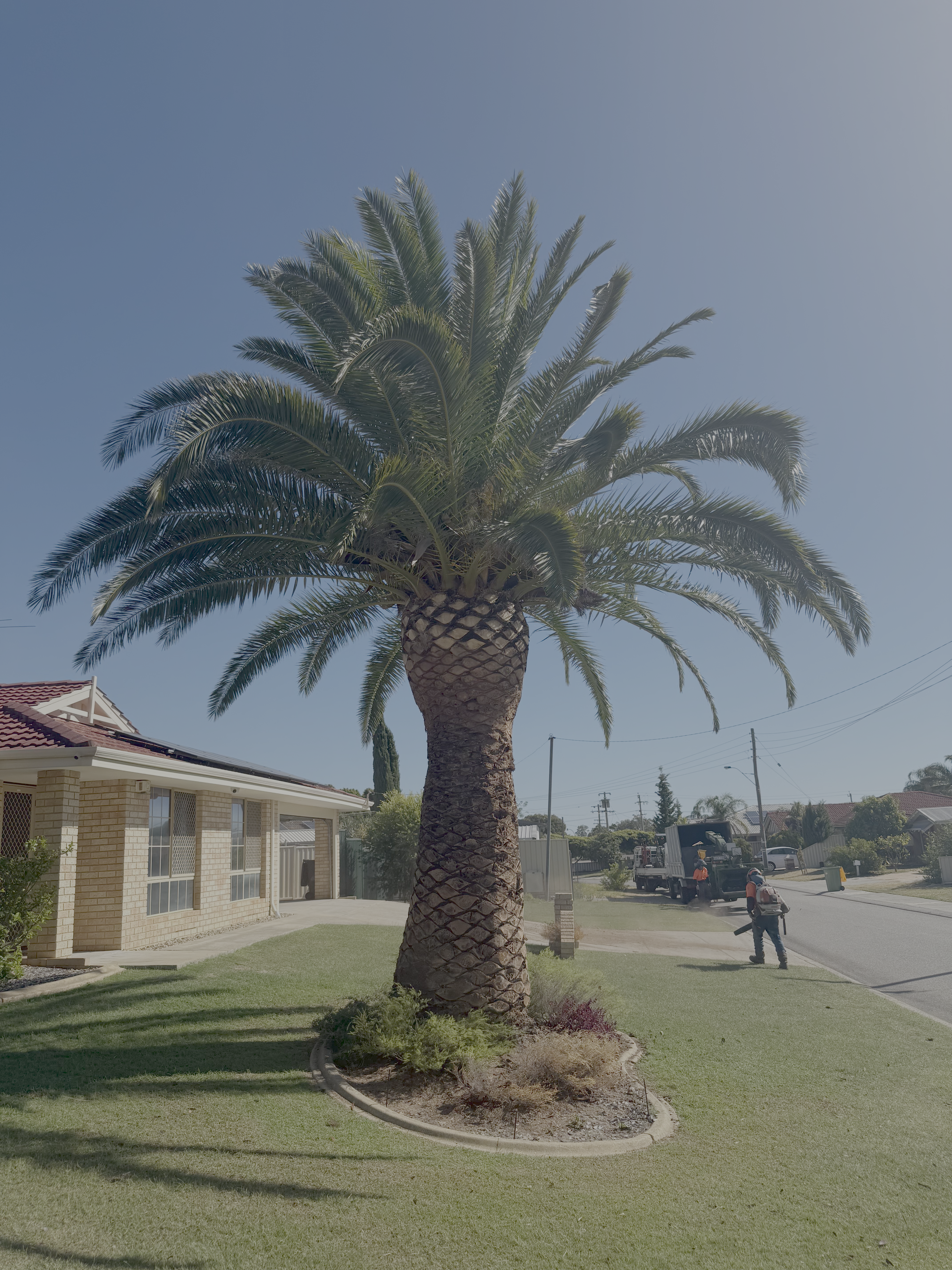 Palm tree trimming on a Perth Hills property